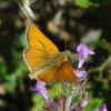 Thymelicus sylvestris